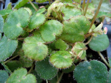 B. ‘Yvonne Wells’